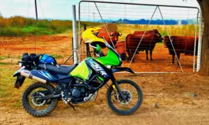 Kawasaki KLR650 parked at a farm gate with cattle behind